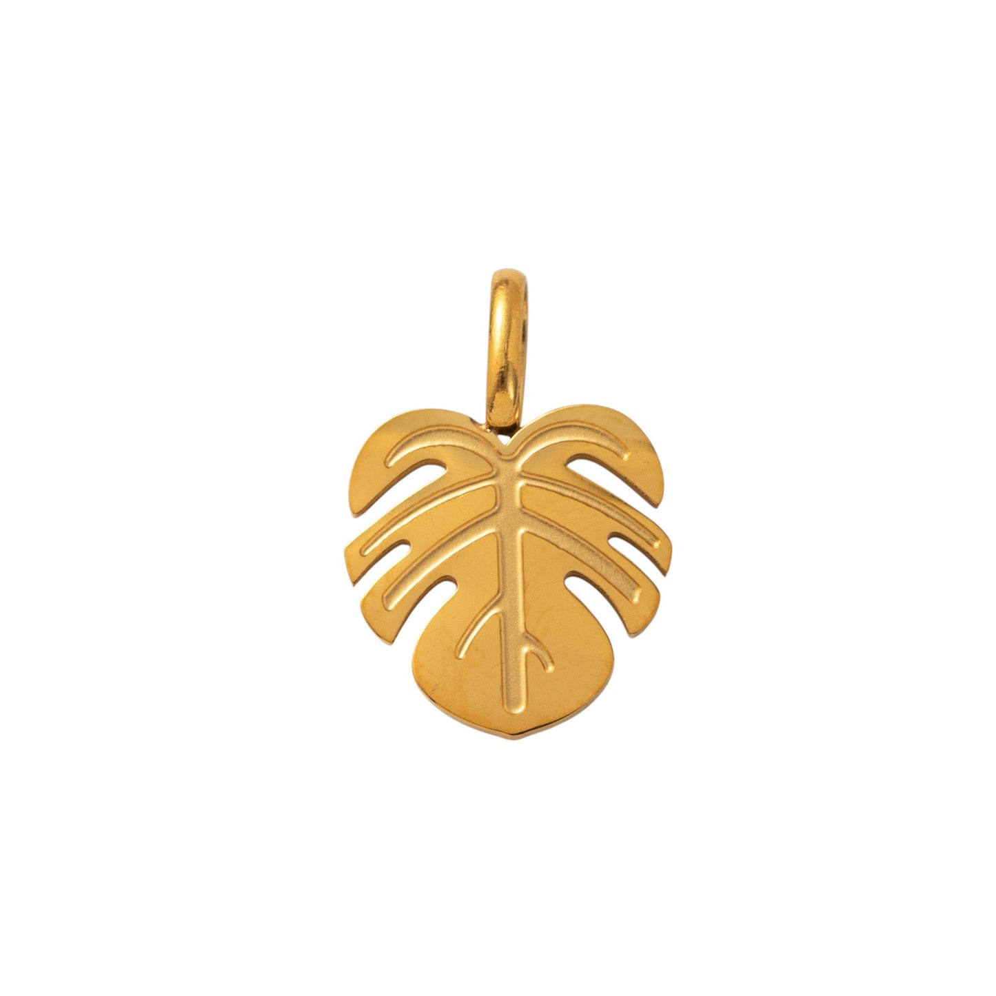 Monstera Gold